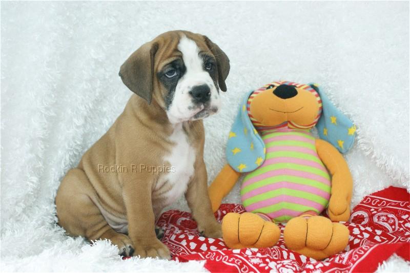 Maxwell Beabull Bull Rockin R Puppies